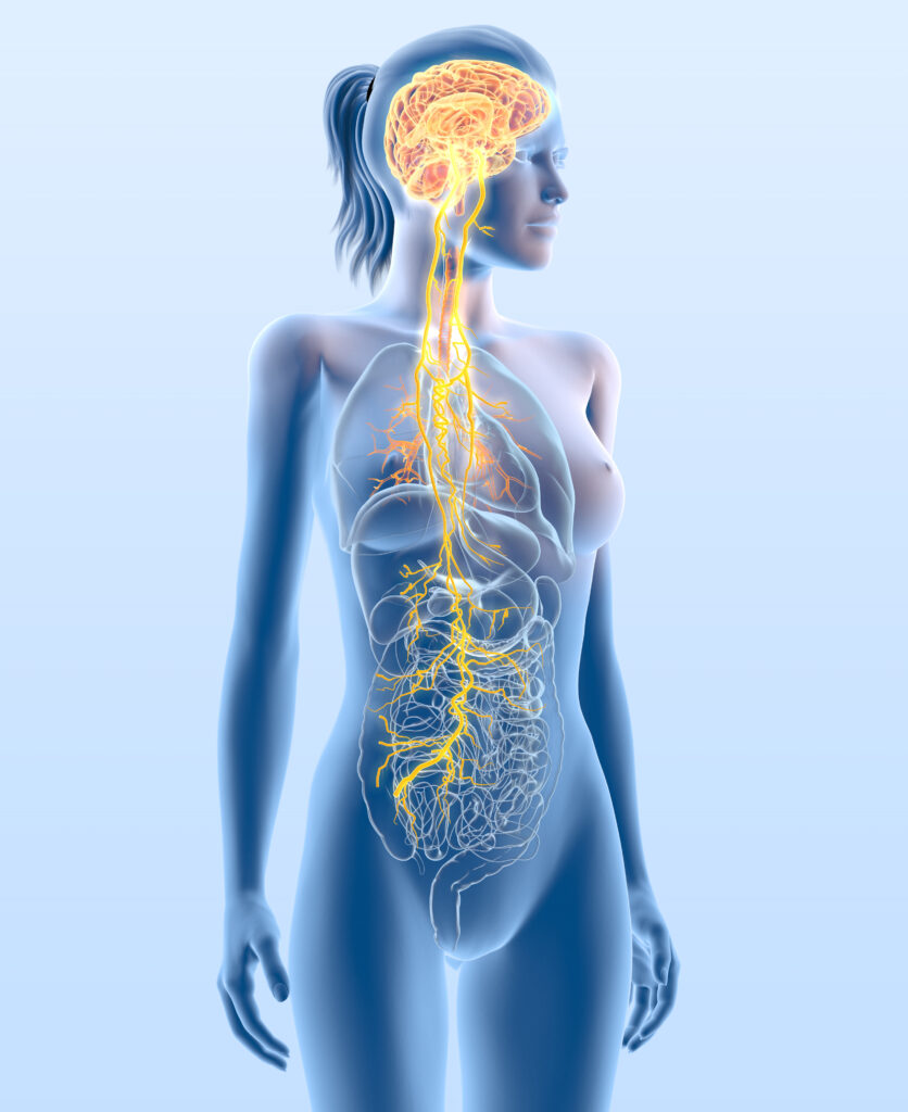 Illustration of a female figure with a highlighted nervous system, displaying the brain, spinal cord, and network of nerves throughout the body on a pale blue background.